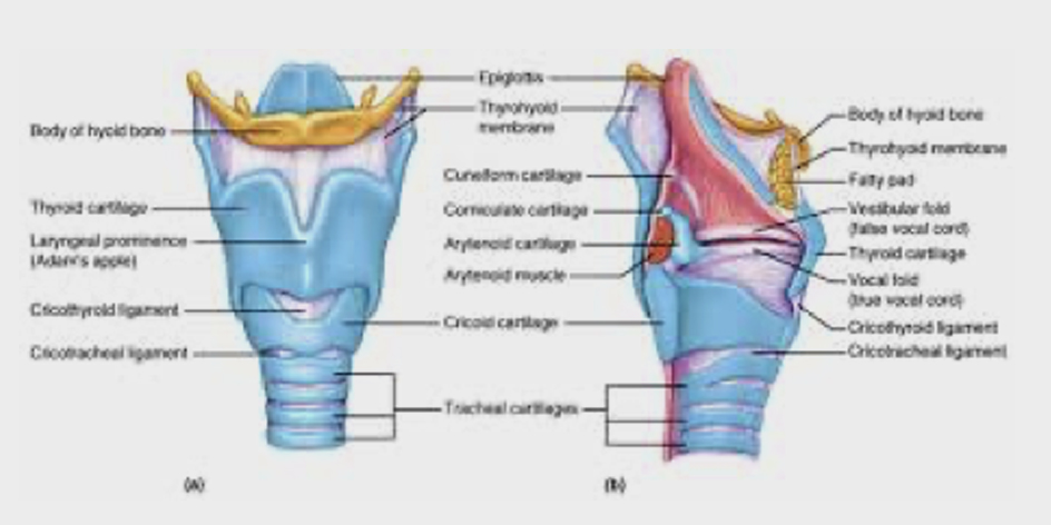 What is Laryngeal Manual Therapy (LMT)? 3 Untitled 1