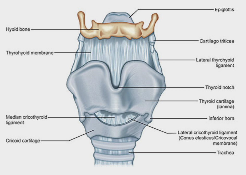Neck tension and singing 4 blog5